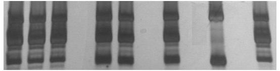 Resultados A identificação do clone remanescente nos tecidos de animais infectados com a mistura OPS21 cl11 + P209 cl1 e tratados não revelou alteração na distribuição tecidual