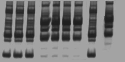 Entretanto, o clone P209 cl1 que inicialmente estava presente no músculo e na bexiga de animais com infecção monoclonal não foi encontrado nesses tecidos nos animais com infecção