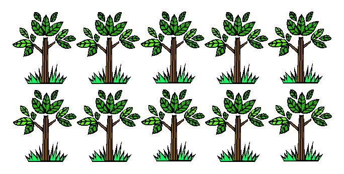 Esquema da seleção de plantas individuais com teste de