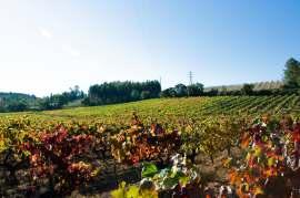 Em 2010 é plantada a segunda vinha com 4 hectares sendo feita a aposta na Touriga Nacional, a casta tinta considerada das mais nobres e exigentes de Portugal.
