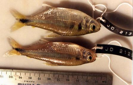 Após a análise citogenética, os espécimes foram depositados na coleção de peixes do Museu de Zoologia da referida instituição e na Coleção de Peixes (DZSJRP) do