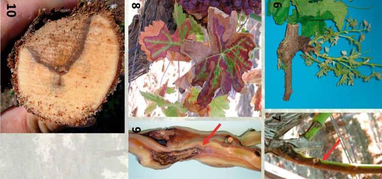 de picar as paredes do buraco, de forma a permitir que as raízes se desenvolvam livremente), deficiente irrigação e deficiência ou toxicidade de nutrientes.