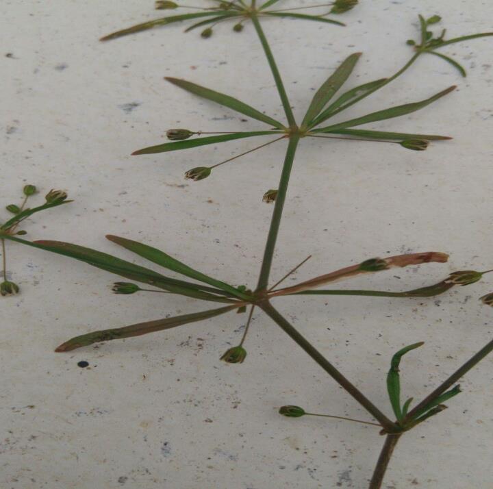 comum o surgimento dessas plantas nas lavouras e que as mesmas são mais persistentes.