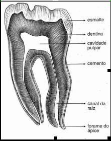 9 Anatomicamente, o dente pode ser dividico basicamente em três regiões: Coroa, Colo, Raiz (Fig.20.