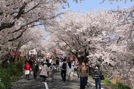 23 de março a 14 de abril nos arredores do Saikawa Tsutsumi e Parque do Castelo Sunomata Ichiya-jo. Pode-se apreciar as flores das cerejeiras nos 3.