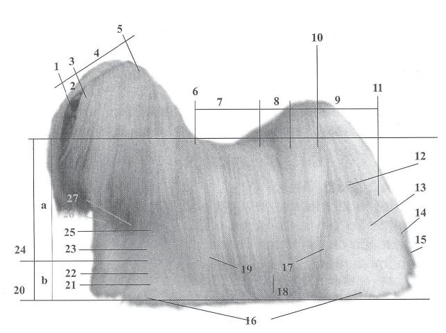 LHASA APSO NOMENCLATURA CINÓFILA UTILIZADA NESTE PADRÃO 1 Trufa 13 Perna 25 Braço 2 Focinho 14 Jarrete 26 Ponta do esterno 3 Stop 15 Metatarso 27 Ponta do ombro 4 Crânio 16 Patas 5 Occipital 17