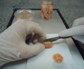 (D) Dissociação dos FOPA do tecido ovariano por repetidas pipetagens. (E) Filtragem usando malha de 500 µm.