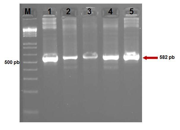 33 Figura 11 - Eletroforese em gel de agarose a 2,0% corado com brometo de etídio mostrando produtos de PCR utilizando plasmídeos como molde e os iniciadores universais T7 e SP6, para confirmação do