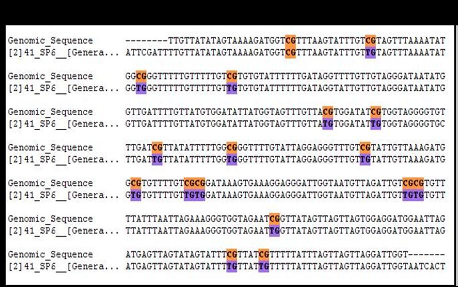 35 Figura 12 - Análise comparativa pelo software BiQ Analyzer da sequência obtida no GenBanK com a sequência obtida no experimento. Em laranja e roxo indica sequências CG não metiladas.