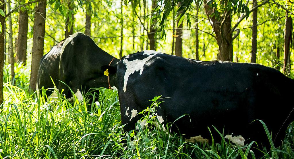 SUMÁRIO Introdução Dinâmica recente dos rendimentos médios no agronegócio análise descritiva Diferenciais de rendimentos para as mulheres do agronegócio Diferenciais de rendimento: mulheres ocupadas