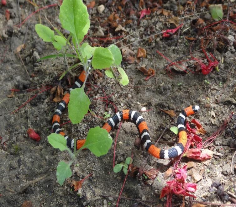 flavolineatus; F - Philodryas olfersii; G - Pseudoboa nigra; H - Sibynomorphus neuwiedi; I - Oxyrhopus trigeminus; J -