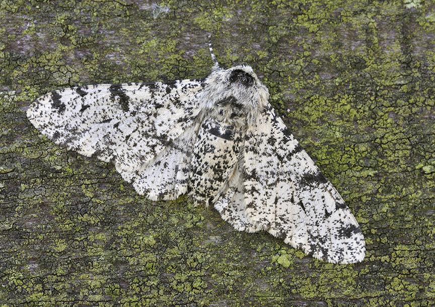 Alterações do meio e evolução das espécies Contra um fundo escuro as aves podiam ver melhor as borboletas claras que se tornavam um alvo fácil de predação.