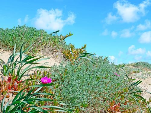 Colonização pelo estorno, uma planta que ajuda a fixar a areia e começa a enriquecer o solo em matéria orgânica.