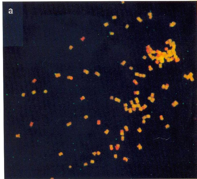 INTRODUÇÃO genoma D Hont et al.