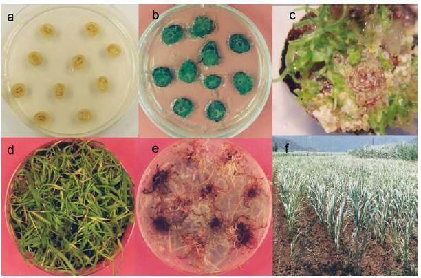 BIOTECNOLOGIA cultivo in vitro Lakshmanan et al.