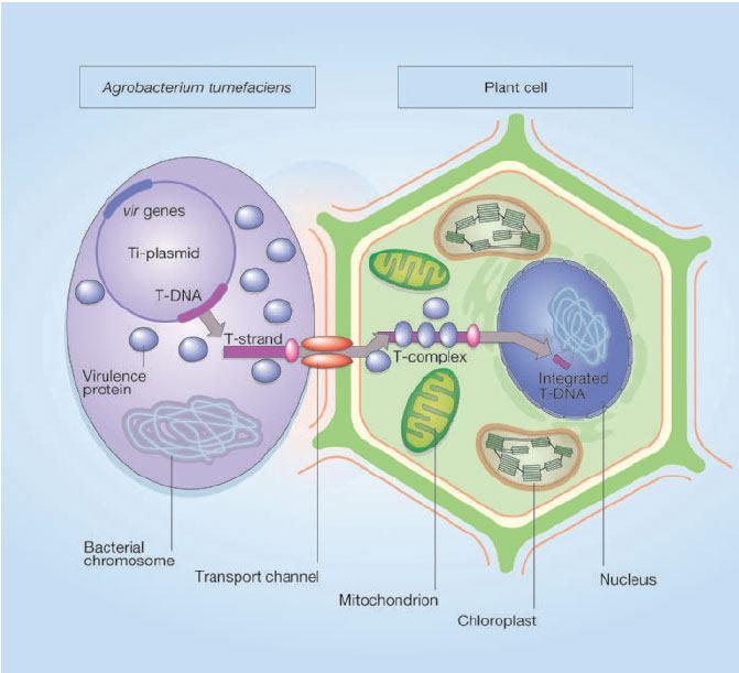 BIOTECNOLOGIA transformação