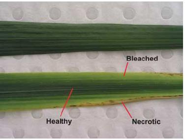 NOVAS ABORDAGENS biofábricas Chong et al.