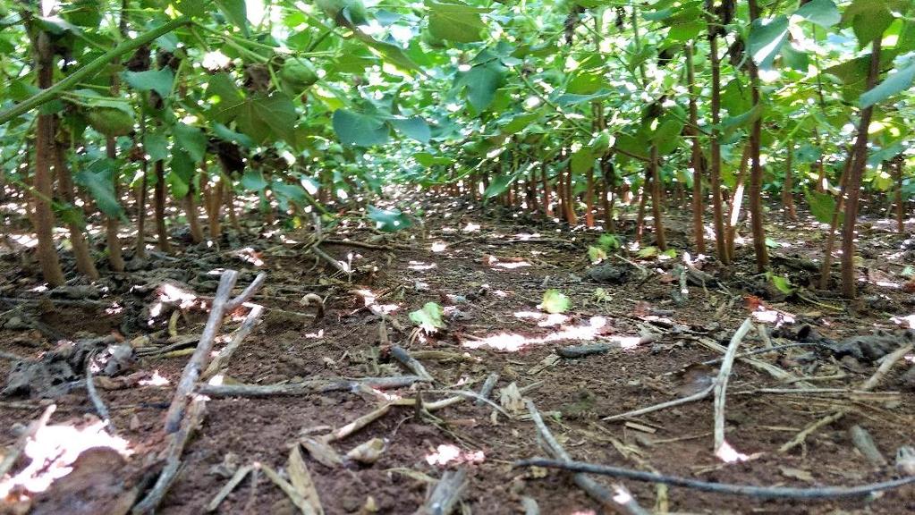 colaborado no manejo, ficando assim poucos pontos onde ocorre escape de plantas daninhas sujeitos a capina manual. Foto 4. Algodão sem presença de plantas invasoras.