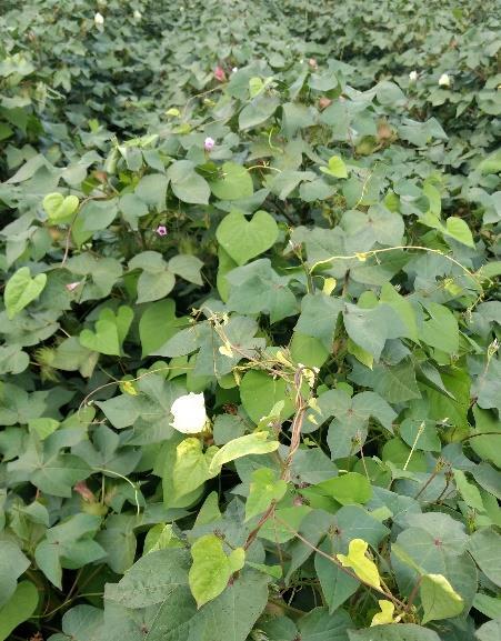 Fotos 9 e 10. Presença de Bidens pilosa e Ipomoea sp., em áreas semeadas com algodão safra.