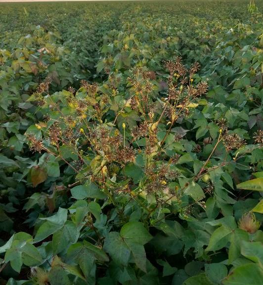 segundo campo demonstrativo de cultivares foi semeado na modalidade segunda safra no município de Alcinópolis, e está com aproximadamente 100 DAE.