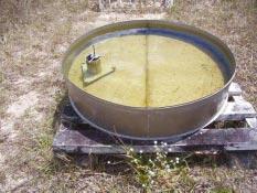 água. O sistema de irrigação mais utilizado e recomendado para o cultivo da helicônia é a microaspersão, pois não molha as inflorescências, evitando o acúmulo de água nas brácteas, que pode causar a