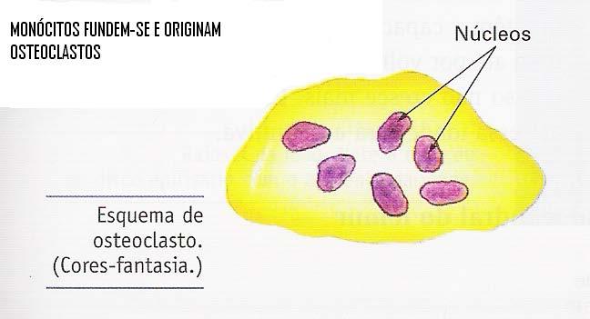 MATRIZ OSSO 5% ORGÂNICA (colágeno,