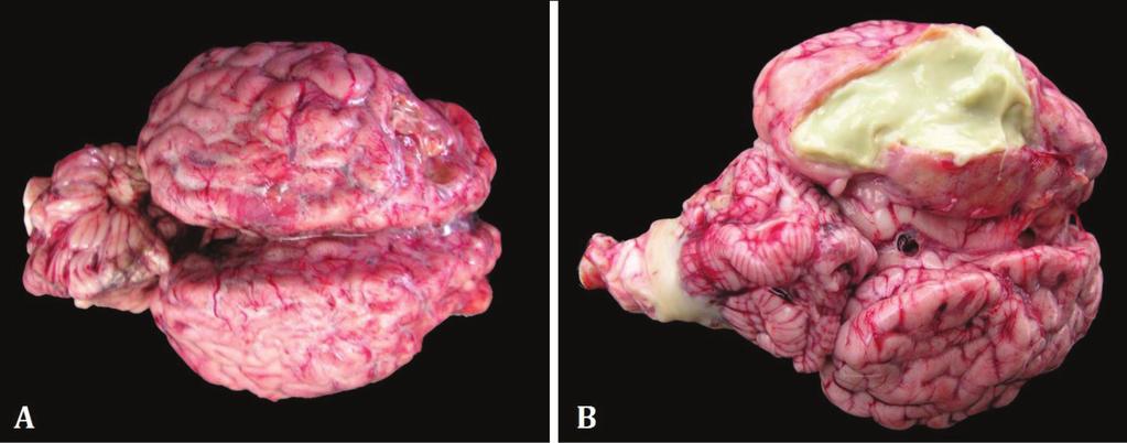 (D) Bezerro com abscesso cerebral em decúbito lateral com opistótono. Fig.2.