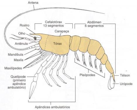 Subfilo Crustacea Cabeça: Olhos compostos pedunculados 2 pares de antenas 1 par de