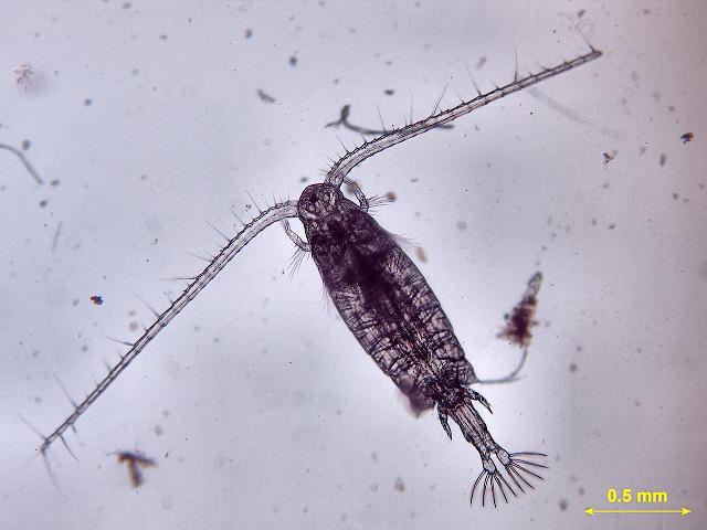 Papel ecológico Copepoda Animais pequenos, entre 1 a 5 mm Aquáticos, mais comuns na água salgada, podem ser planctônicos, bentônicos ou em águas subterrâneas.