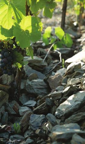 TERROIR SOLOS A singularidade e a excepcionalidade dos vinhos da Quinta do Vale Meão, assenta nas qualidades únicas do seu terroir.