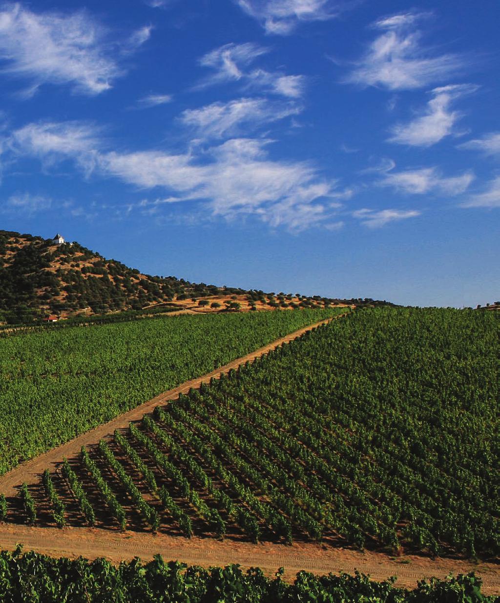 Monte Meão. Vinhos que provêm de uma só vinha, de um só solo e de uma só casta. Vinha da Cantina.