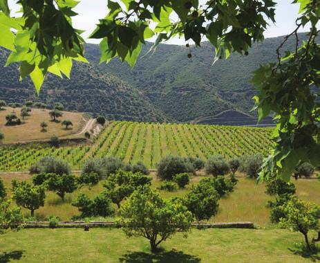 E em 1994 realiza-se o seu velho sonho de deter, juntamente com seus 3 filhos, a propriedade plena da Quinta. Até então as uvas da Quinta eram vendidas à empresa A.A. Ferreira S.A., fundada pelos descendentes de D.