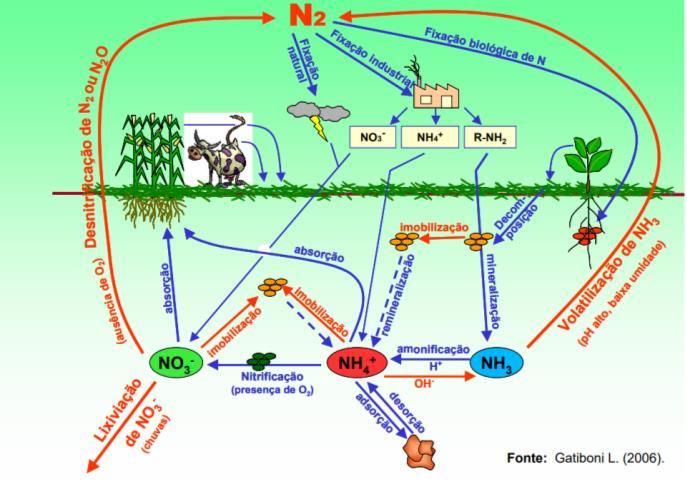 1. Resíduos Suinocultura - Ciclo do nitrogênio: - Formas de