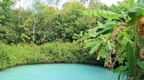 A flora local possibilita enxergar as diversas espécies desconhecidas até então. Tudo favorece para a concepção de um ambiente natural e aconchegante.