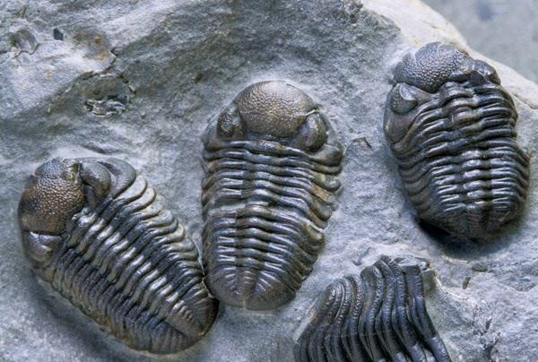Explosão Cambriana Trilobitas compõem uma classe de artrópodes