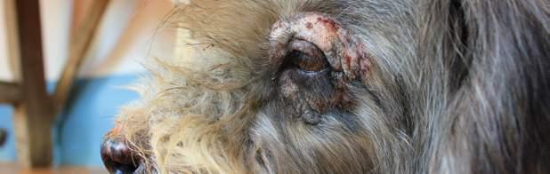 A pele não lesionada em cães atópicos, com aspecto de pele clinicamente normal, não é pele normal, pois microscopicamente está inflamada e contém citocinas pró-inflamatórias 25-28, o que sugere dano