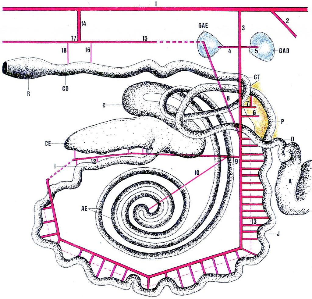 Figura 1 Esquema representativo das origens e ramificações das artérias mesentéricas cranial e caudal em fetos de caprinos da raça Saanen. (1) A. aorta descendente abdominal; (2) A. celíaca; (3) A.