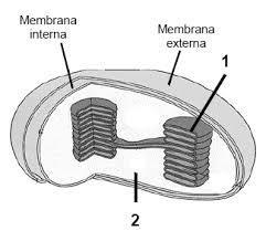 1. As reações da fotossíntese onde ocorre a fixação do dióxido de carbono localizam-se em e nelas ocorrem também de ATP. a) 1 consumo b) 2 