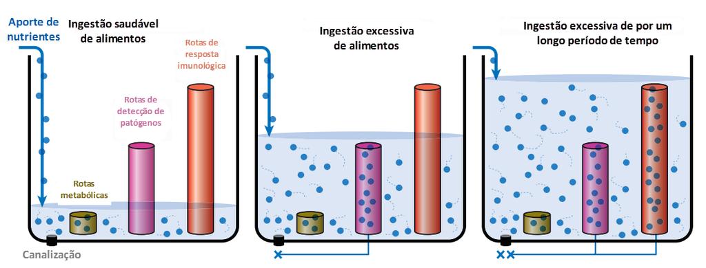 proporcionando assim uma alta capacidade de redução da gordura visceral, corporal e na prevenção e tratamento de doenças como obesidade, problemas cardiovasculares e diabetes 13.