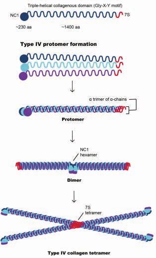 alfa (α1-α6) presentes na estrutura do colágeno IV. Os genes COL4A1 e COL4A2 estão localizados no cromossomo 13, COL4A3 e COL4A4 no cromossomo 2 e COL4A5 e COL4A6 no cromossomo X.