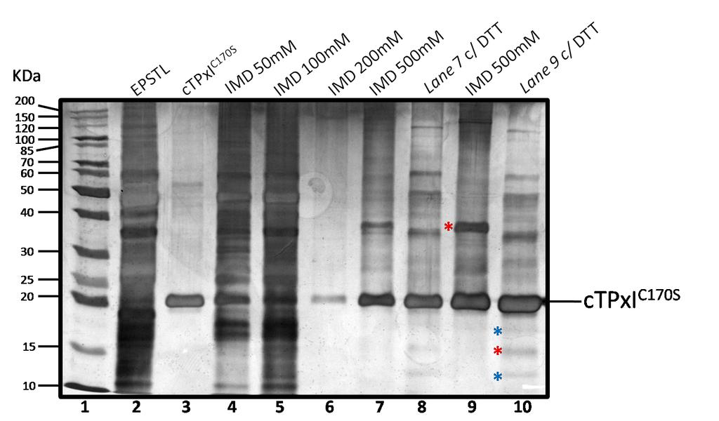 Por sua vez, os resultados das purificações iniciais por IMAC de ctpxi C170S e ctpxi wt revelaram que as proteínas recombinantes carreando a cauda de histidina (massa molecular = 23.