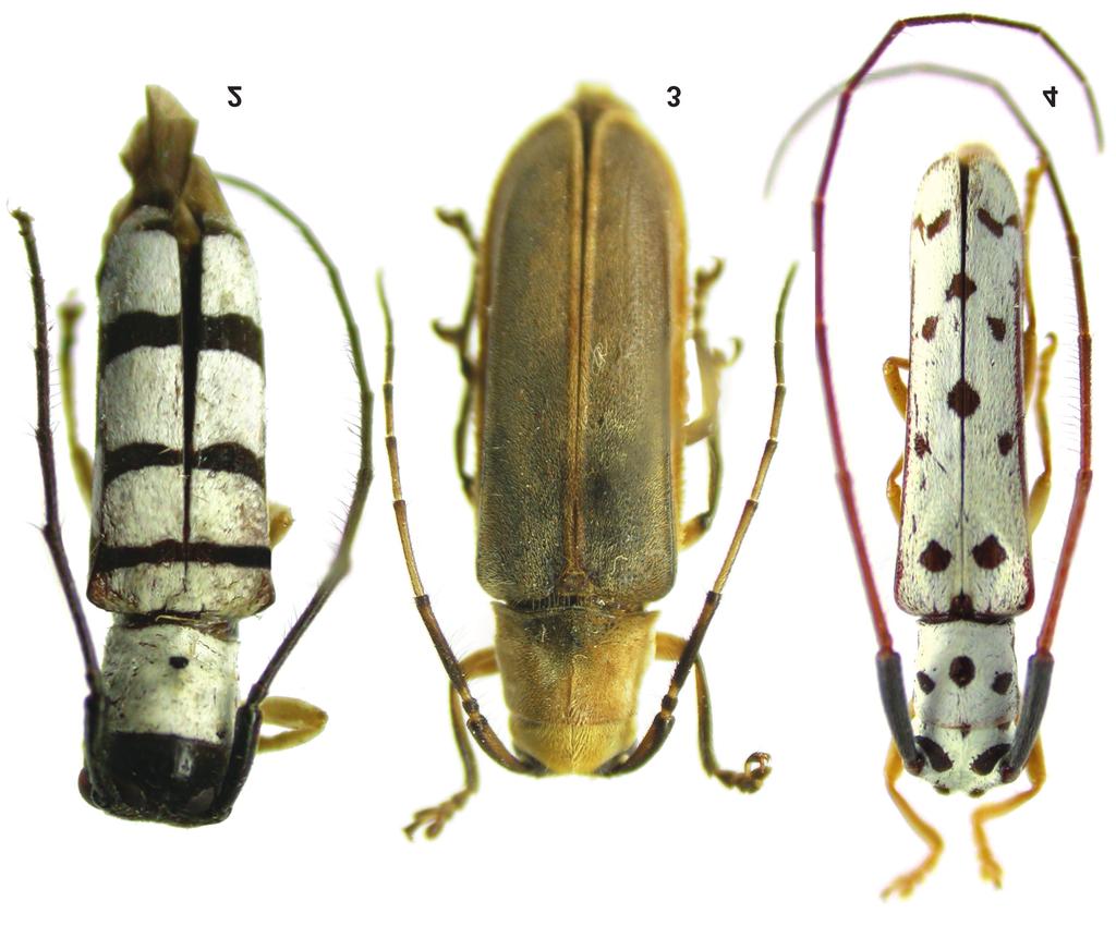 Novos táxons de Hemilophini (Coleoptera, Cerambycidae, Lamiinae)... tubérculos frontais com pubescência acastanhada. Olhos inteiros, com emarginação muito profunda.