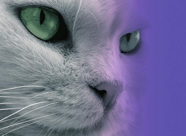 Ilusões Óticas 11 Adaptação de Cor De que cor são os olhos deste gato Confirma a tua resposta na página 93. O olho à direita aparece colorido por causa do roxo que o rodeia.