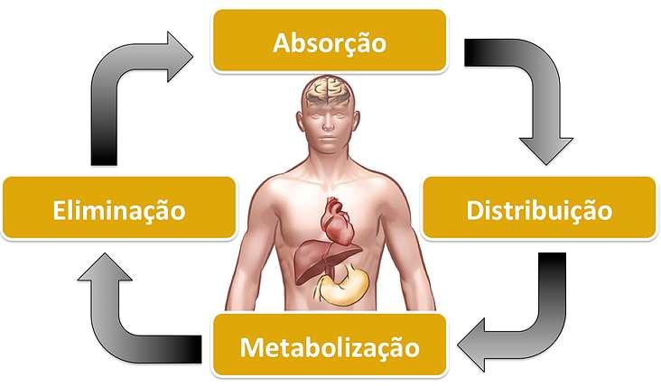 Farmacocinética É o estudo que destina o fármaco no organism.