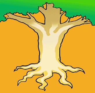 As raízes mantêm as árvores firmes ao solo.