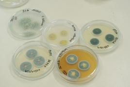 na, coleções microbiológicas (de fungos, As mais antigas Coleções datam do iní- O Instituto dedica-se à pesquisa básica, à pesquisa aplicada e às etapas do pré- -desenvolvimento de produtos.