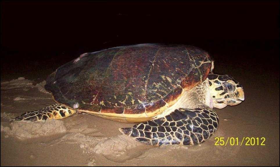 17 Figura 01. Espécie Eretmochelys imbricata em Porto de Galinhas, litoral sul do Ipojuca/PE. Fonte: Arquivo Ecoassociados, 2012.