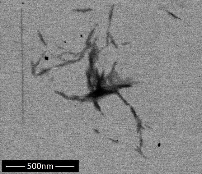 Resultados e Discussão Figura 87 Micrografia dos nanocristais de celulose obtidos por hidrólise ácida.