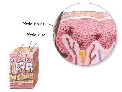 Figura 3 Exemplo de onde fica localizado o melanócito e a melanina.