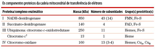 Os complexos que constituem a cadeia de transferência de elétrons nas mitocôndrias são constituídos por